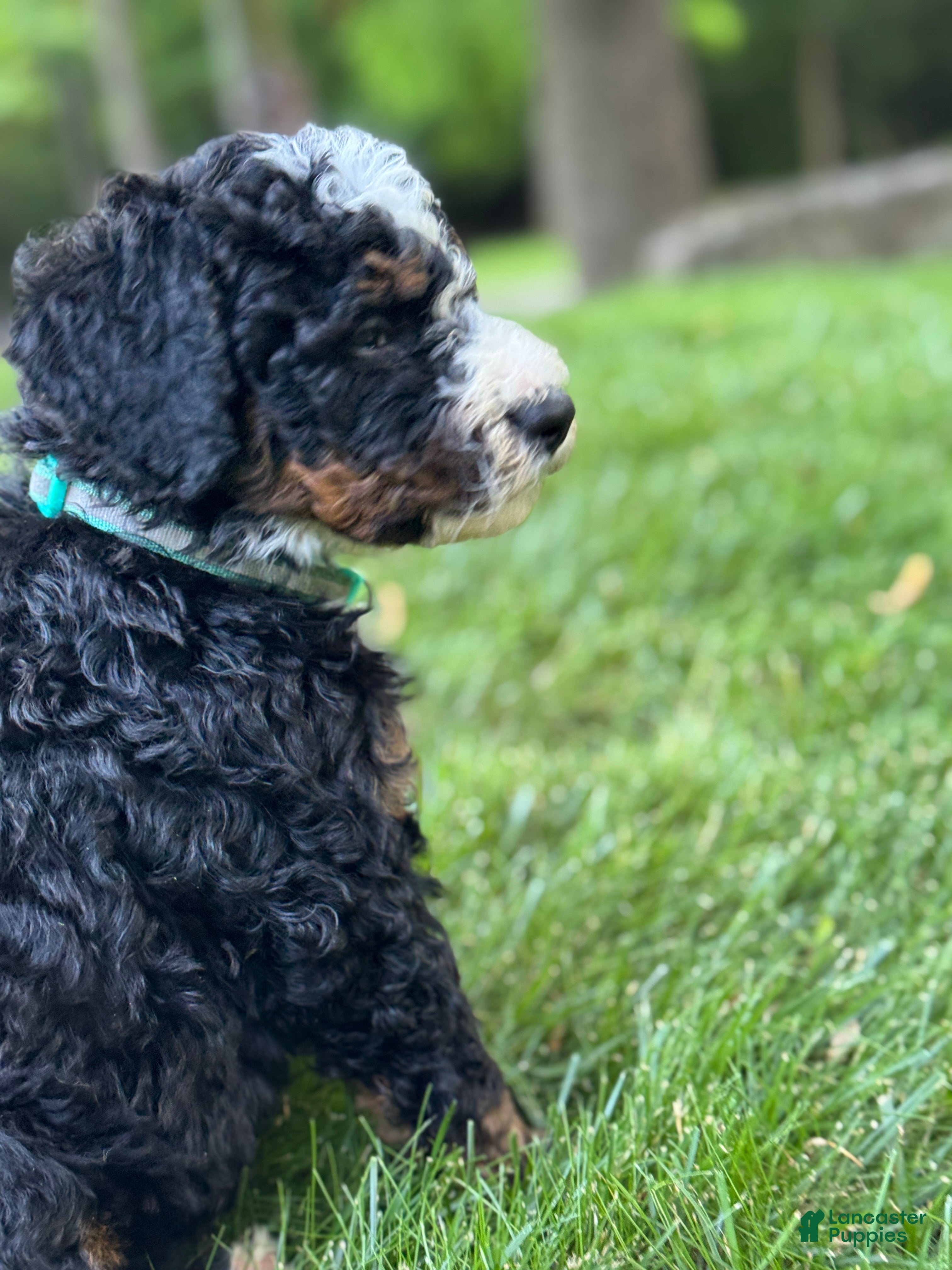 Mini Bernedoodle dogs for sale: Roxie - Ad 3