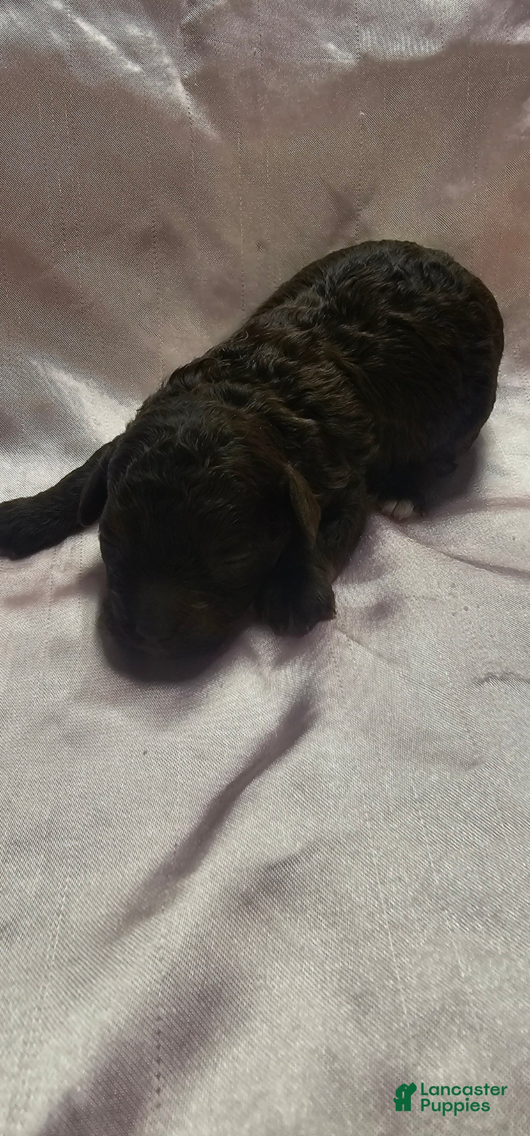 Toy Poodle dogs for sale: Toy Poodle Puppy 3 - Ad 1