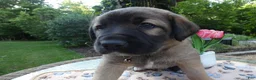 Cane Corso dogs for sale: Cane Corso Puppy 8 Saba - Ad 3
