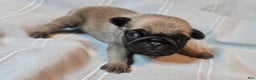 Pug dogs for sale: Fannie - Ad 27