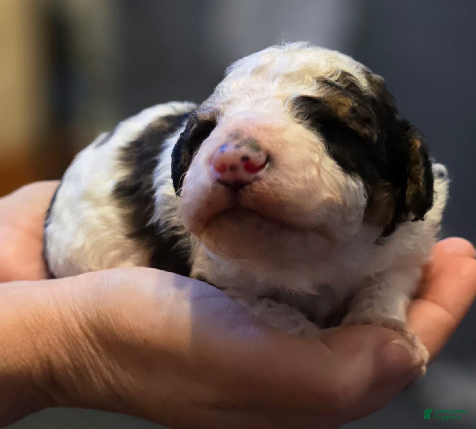 Mini Bernedoodle dogs Odin - Ad 1