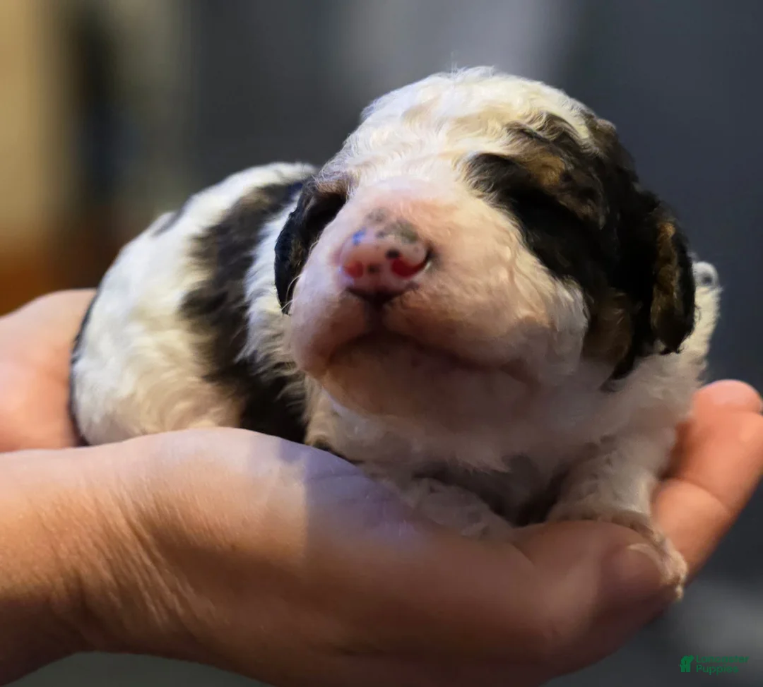 Mini Bernedoodle dogs for sale: Odin - Ad 1