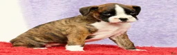 Boxer dogs for sale: Rose - Ad 5