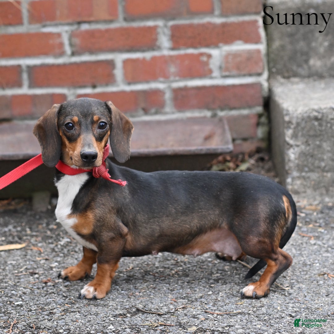 Miniature Dachshund dogs for sale: Malachi - Ad 6