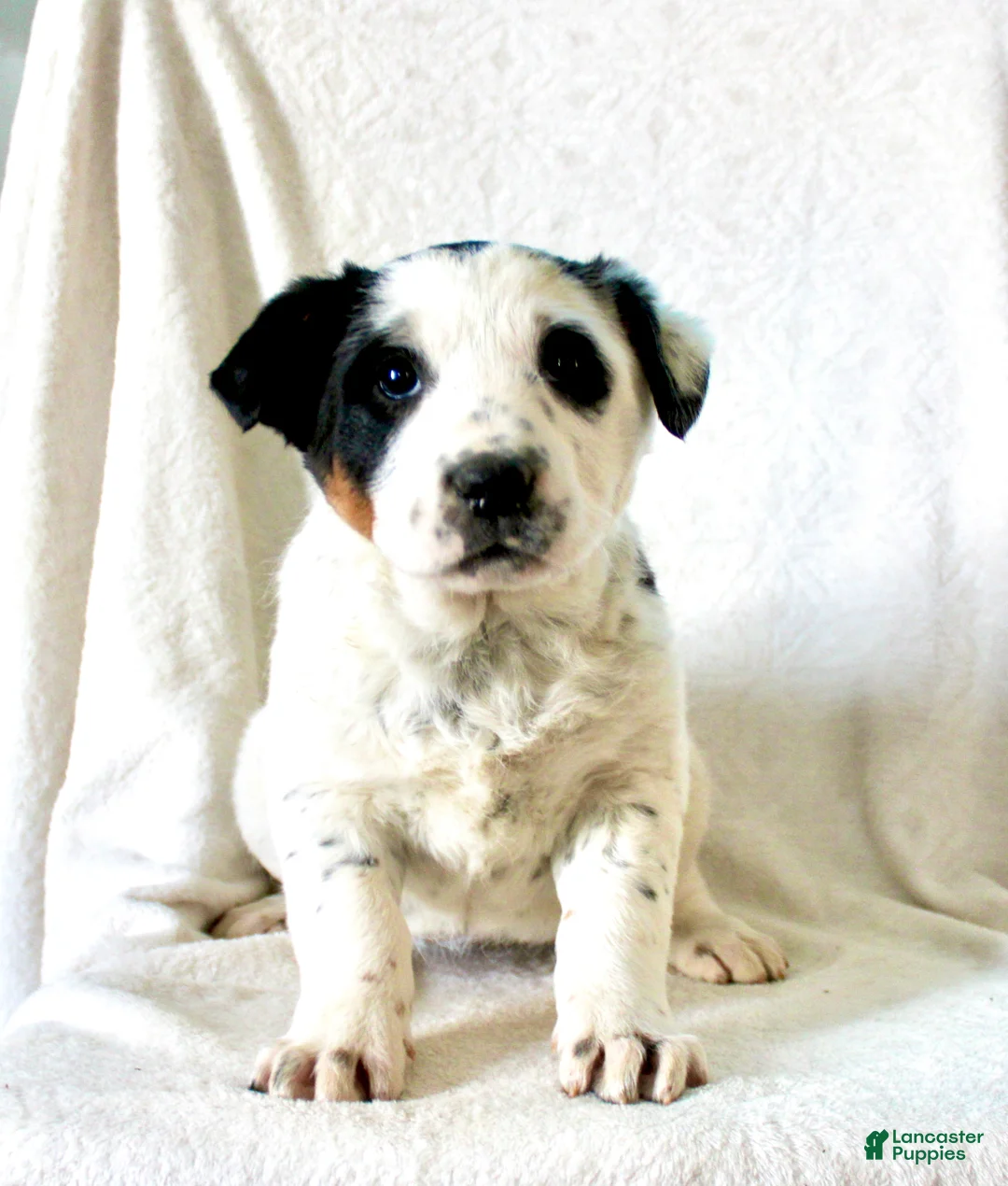 Mixed Breed dogs for sale: Olivia  - Ad 2