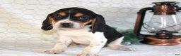 Beagle dogs for sale: Max - Ad 1