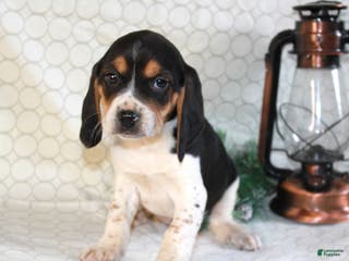 Beagle dogs Max - Ad 7