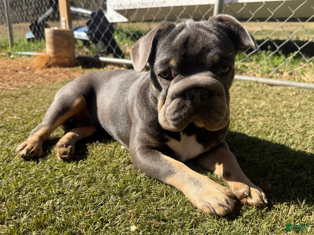 French Bulldog dogs for sale: French Bulldog Puppy 2 - Ad 2