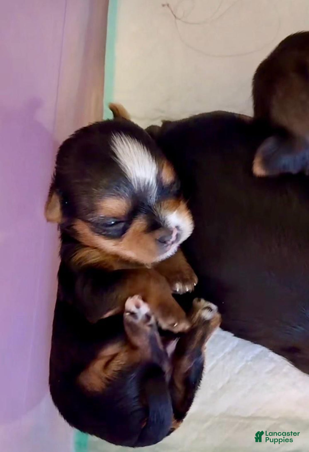 Yorkshire Terrier dogs for sale: Rose - Yorkshire Terrier Puppy 3 - Ad 6