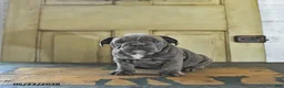 English Bulldog dogs for sale: Poppy - Ad 5