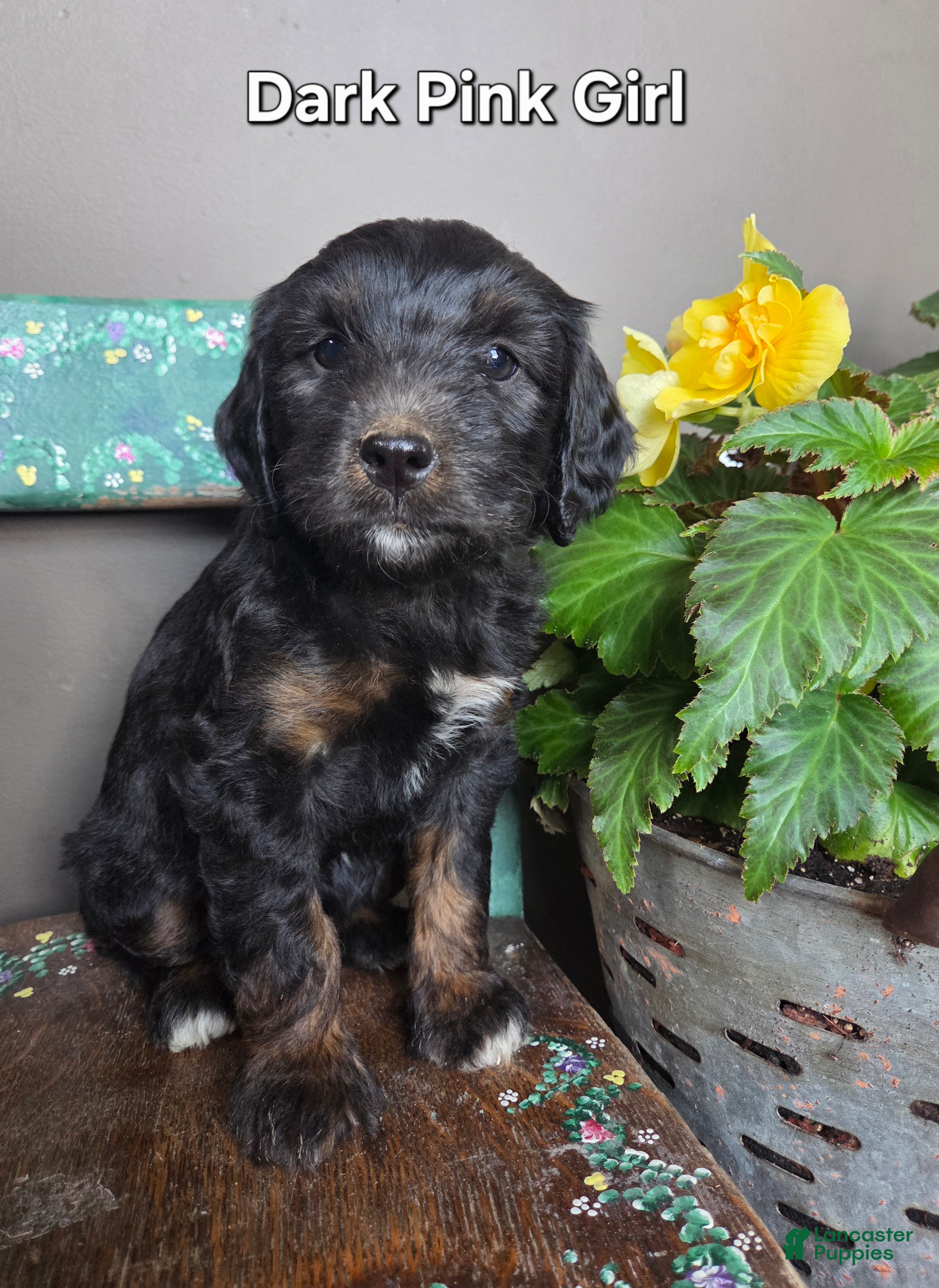 Bernedoodle dogs Dark Pink girl - Ad 2