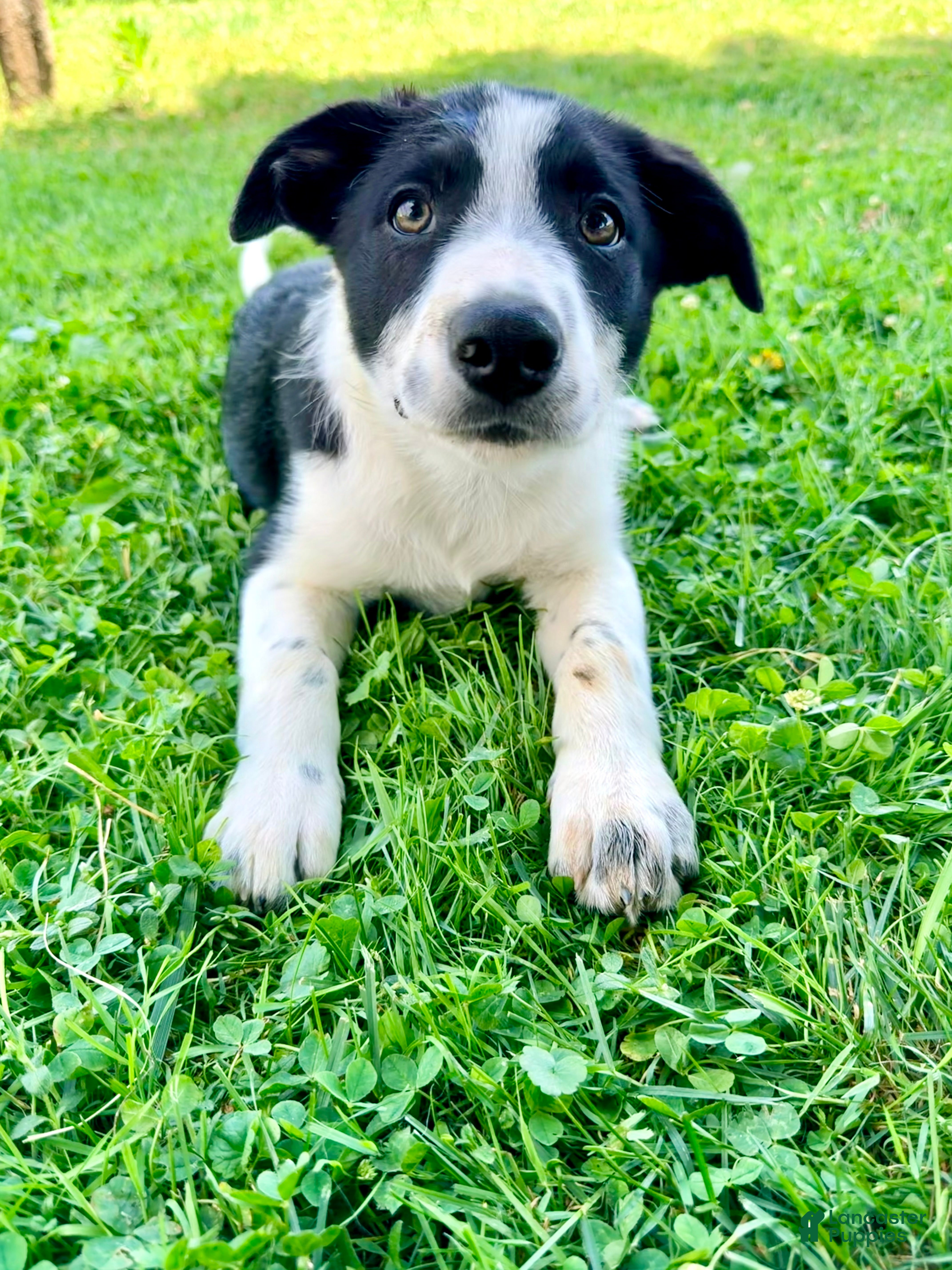 Border Collie dogs Sullivan - Ad 2