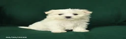 Maltese dogs for sale: James   - Ad 2