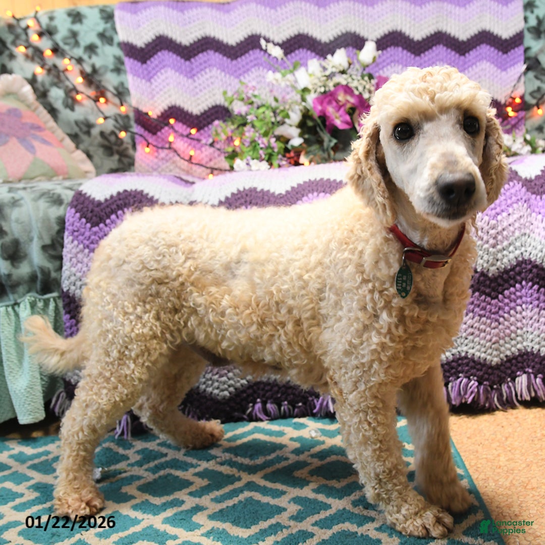 Mini Goldendoodle dogs for sale: Milo - Ad 6