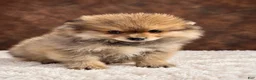 Pomeranian dogs for sale: Boy Bandit - Ad 5