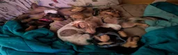 Miniature Dachshund dogs for sale: Poppyseed  - Ad 15
