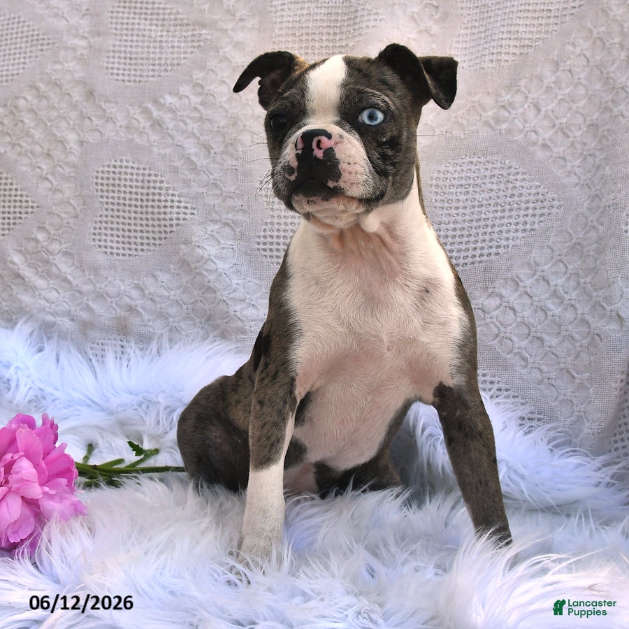 Boston Terrier dogs Brooklyn - Ad 2