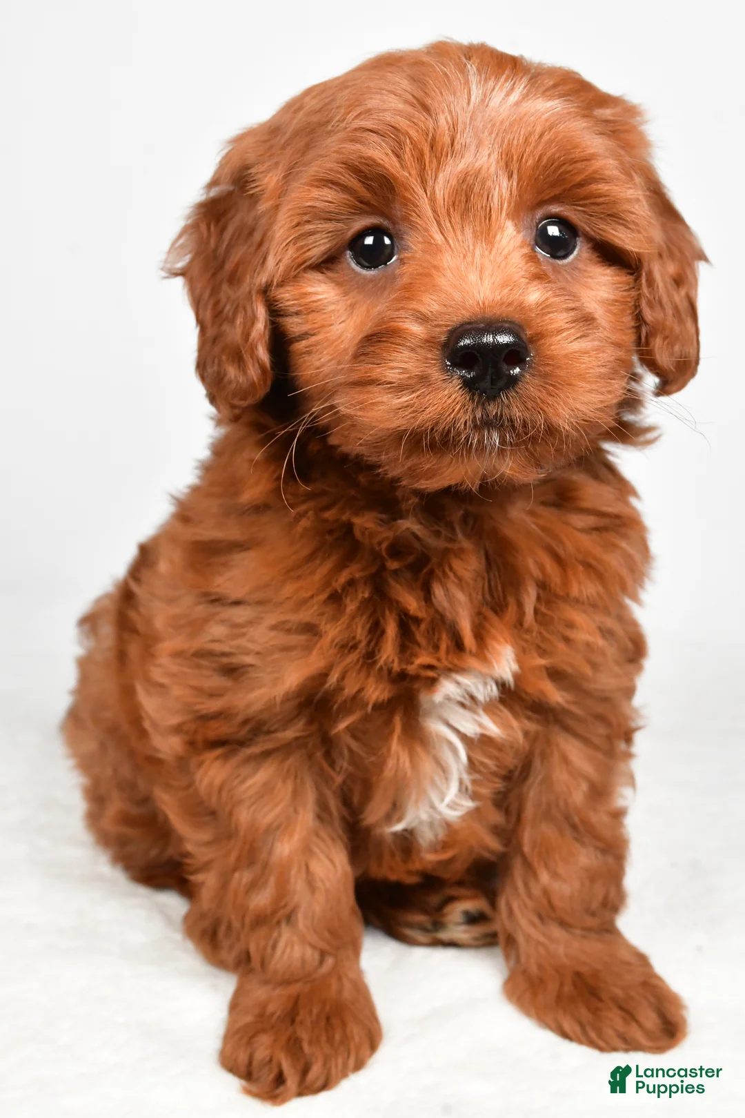 Cavapoo dogs for sale: Harley - Ad 2