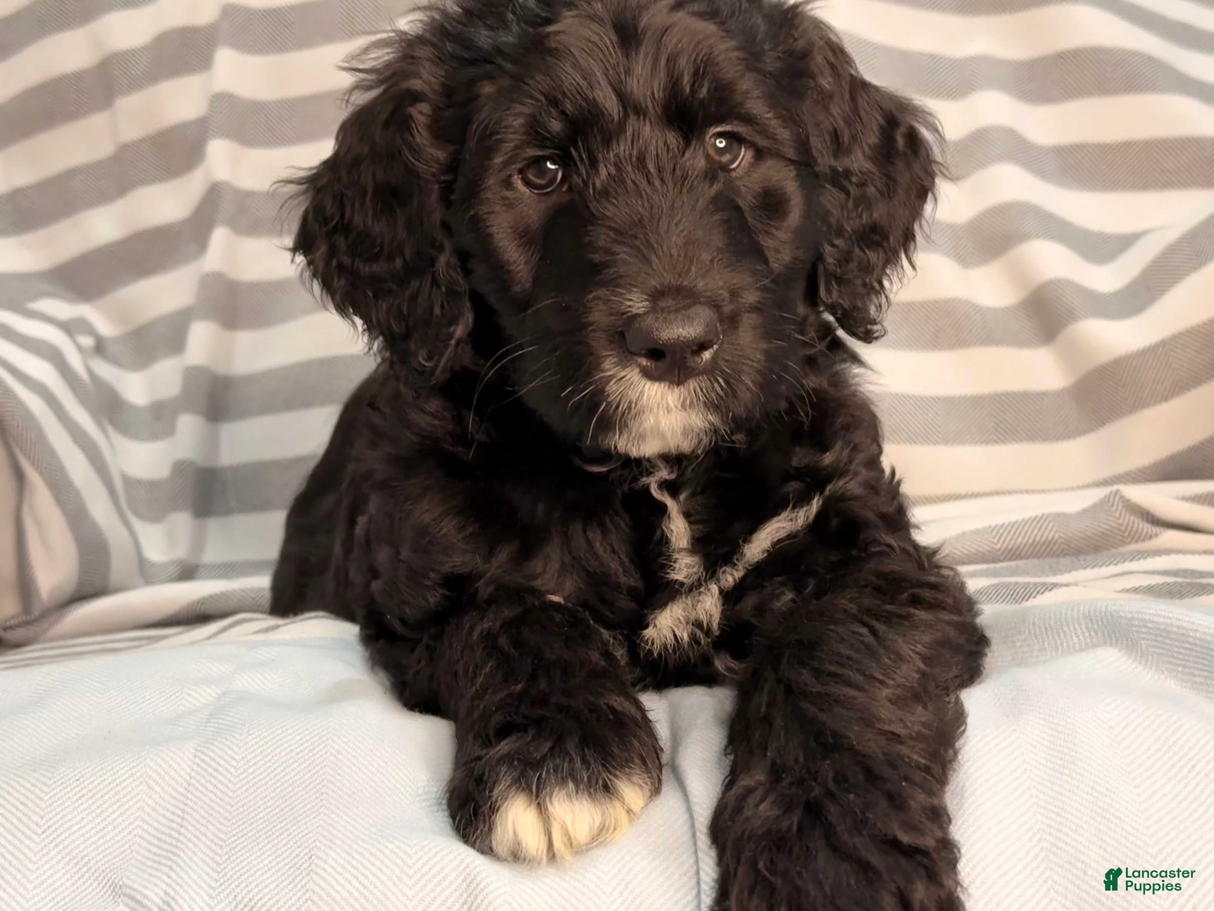 Mixed Breed dogs Orange - Ad 2