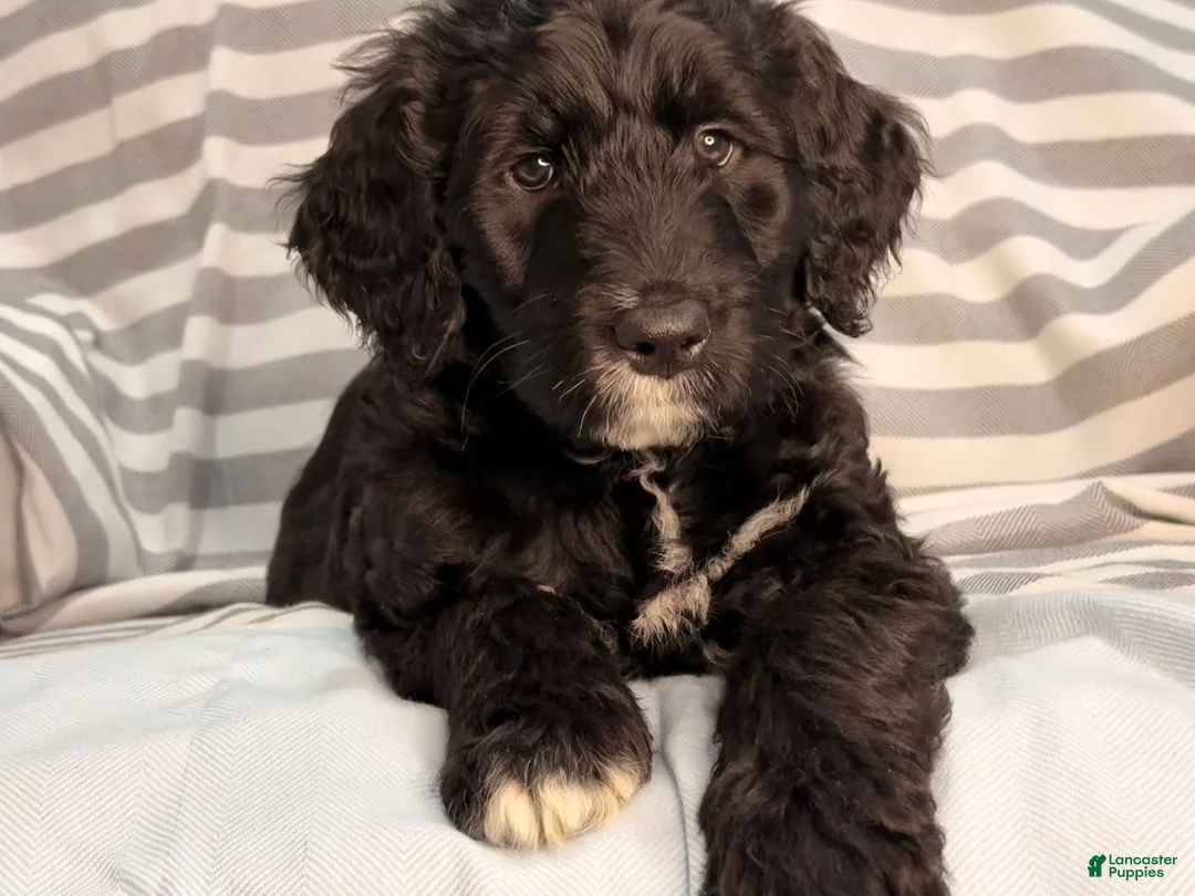 Mixed Breed dogs for sale: Orange - Ad 2
