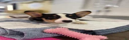 Welsh Corgi Pembroke dogs for sale: 🐾❤️Clarissa Corgi - Ad 7