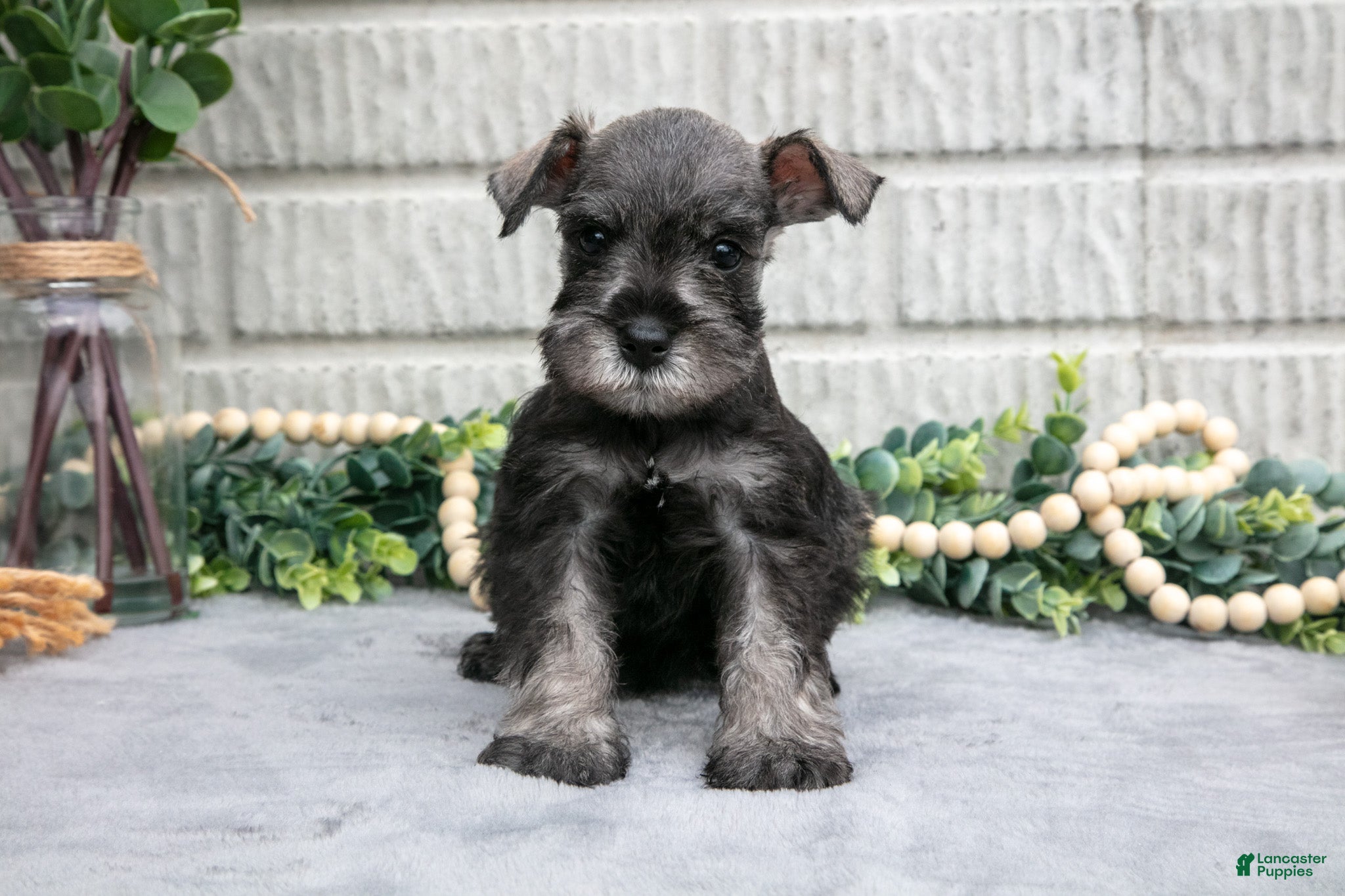 Miniature Schnauzer dogs Drew - Ad 1