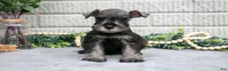Miniature Schnauzer dogs for sale: Drew - Ad 1