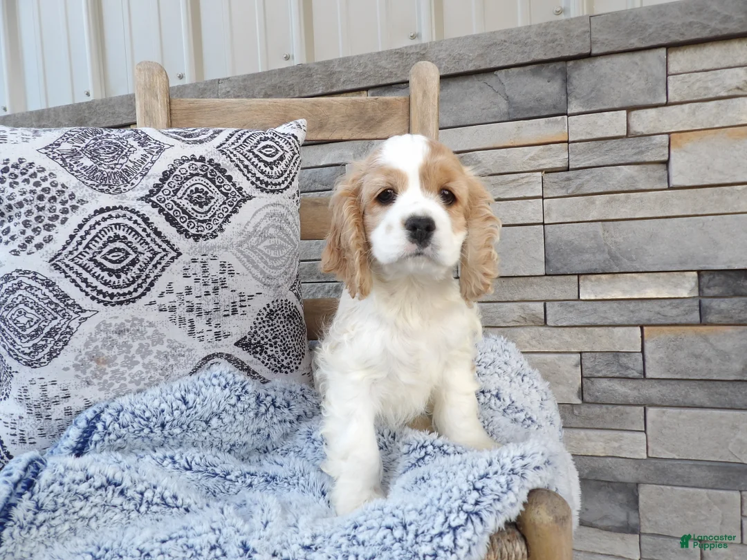 Cocker Spaniel dogs for sale: Millie - Ad 1