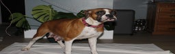 Boxer dogs for sale: Boxer Puppy 2 - Ad 6