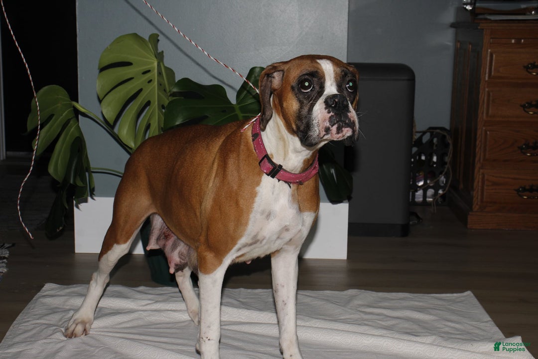 Boxer dogs for sale: Boxer Puppy 2 - Ad 6