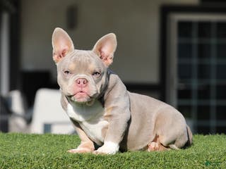 American Bully dogs American Bully Puppy 1 - Ad 6