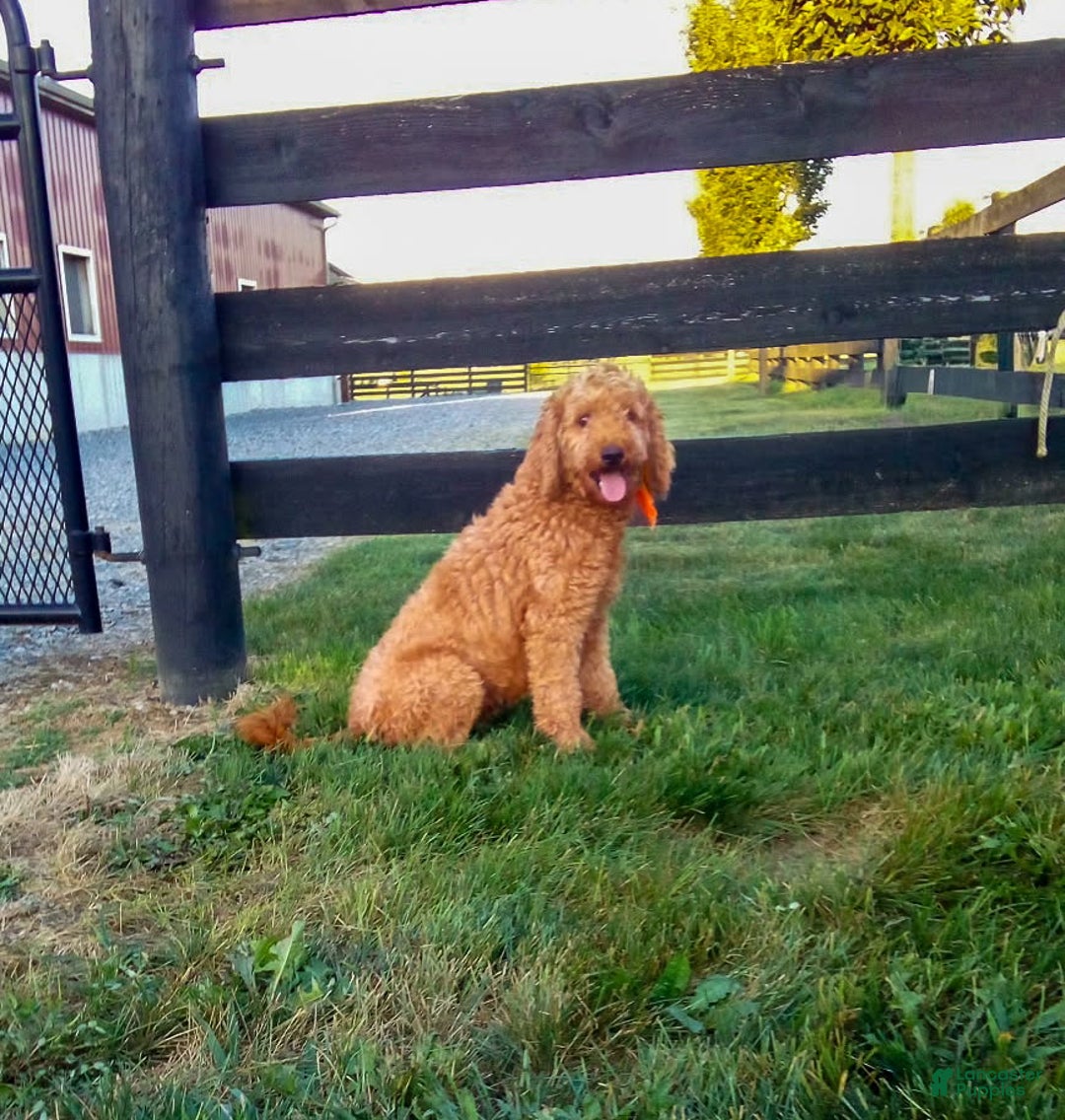 Mini Goldendoodle dogs for sale: Rosie - Ad 7