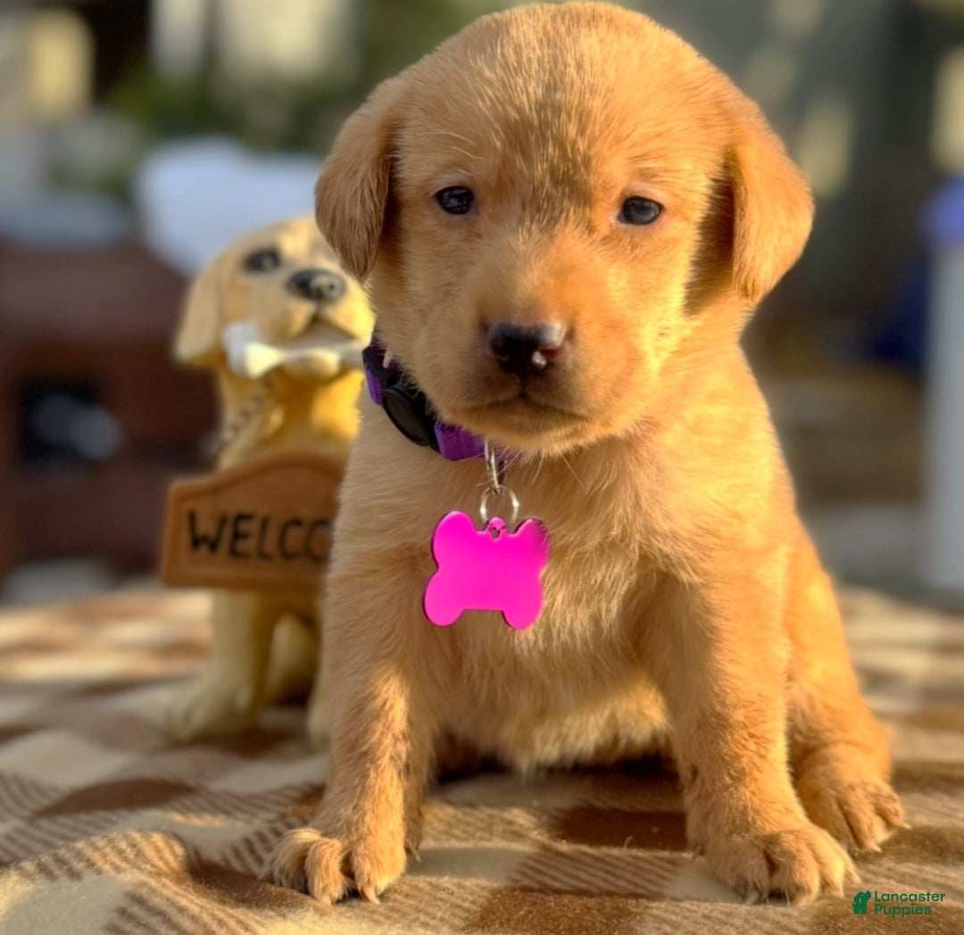 Labrador Retriever dogs for sale: Labrador Retriever Puppy 1 - Ad 5