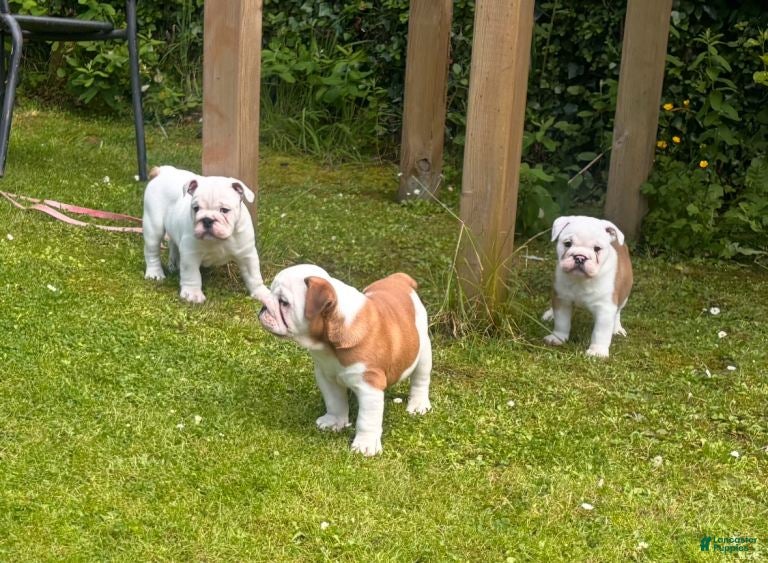 English Bulldog dogs English Bulldog 1 - Ad 11