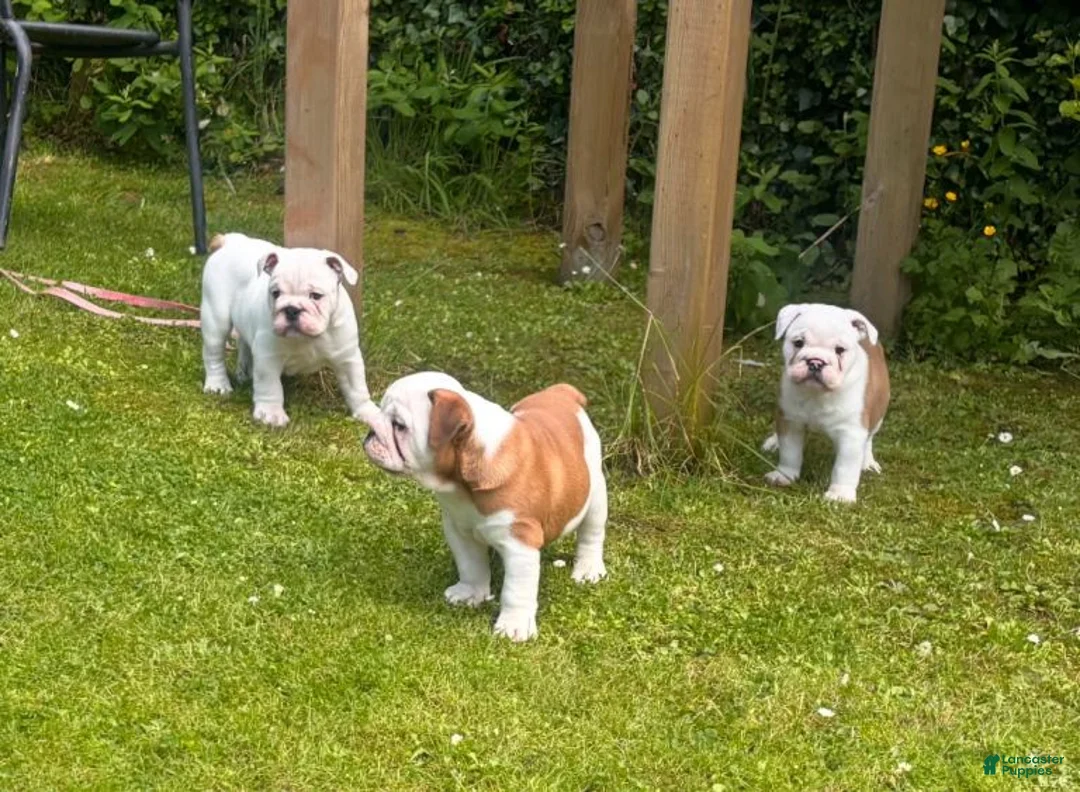 English Bulldog dogs for sale: English Bulldog 1 - Ad 1