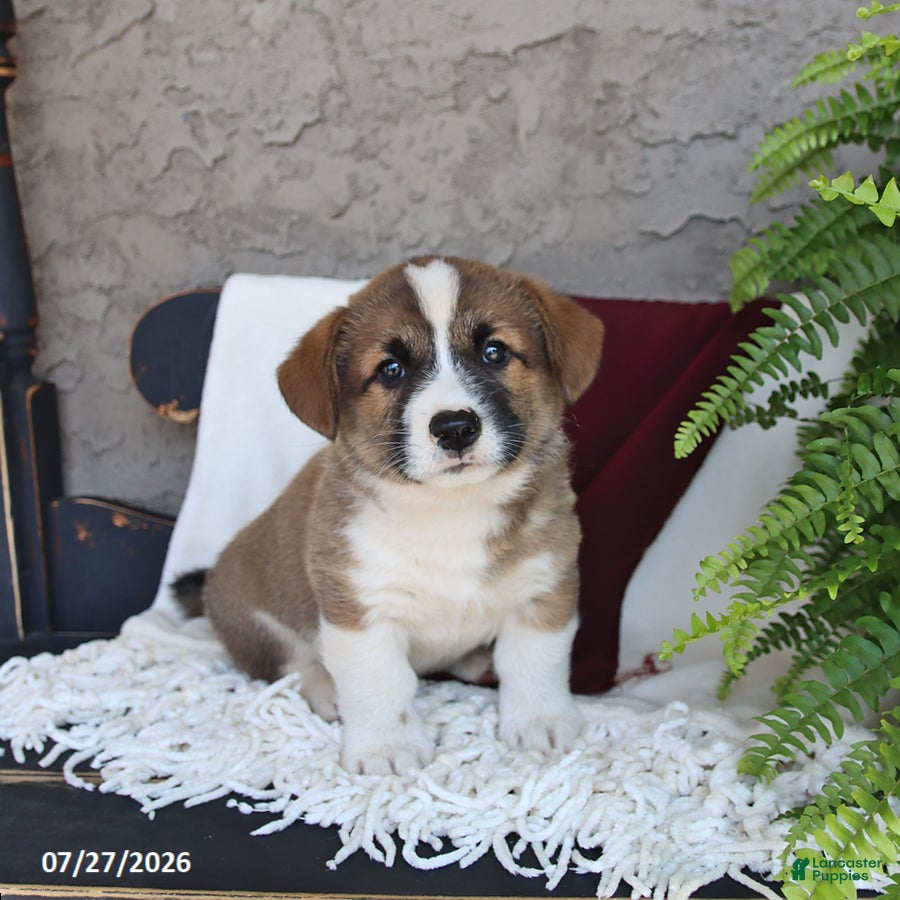 Welsh Corgi Pembroke dogs Loki - Ad 1