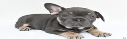 French Bulldog dogs for sale: rocco - Ad 4