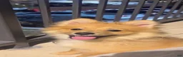 Pomeranian dogs for sale: Pomeranian  - Ad 1