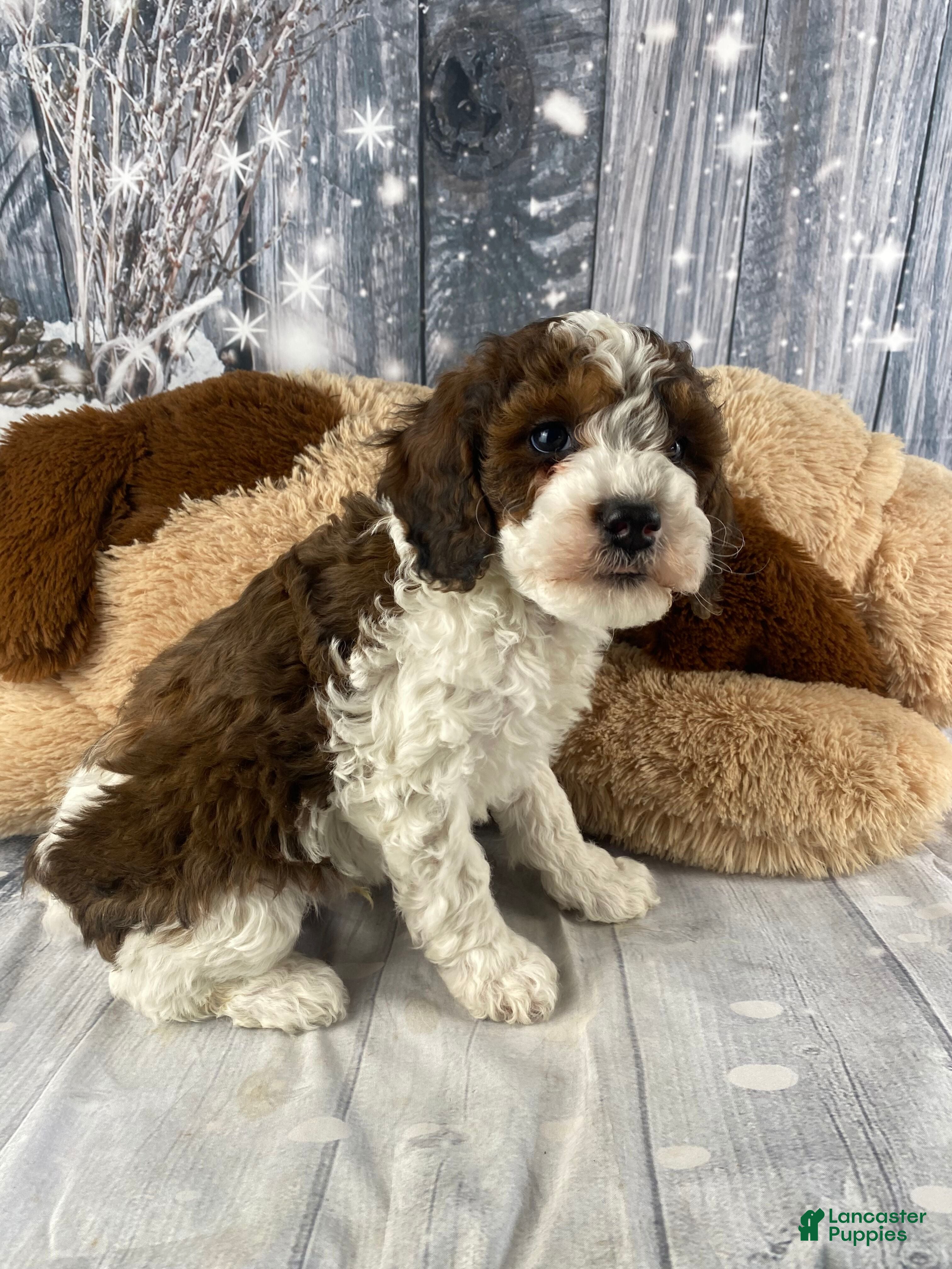 Cavapoo dogs Otto - Ad 5