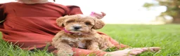 Goldendoodle dogs for sale: Cupcake - Ad 3
