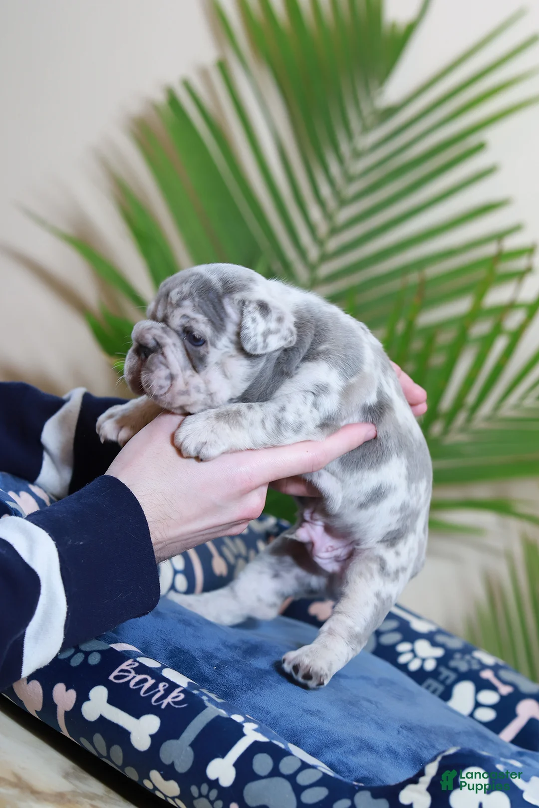 French Bulldog dogs for sale: Rio - Ad 7