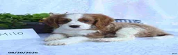 Cavapoo dogs for sale: Milo - Ad 2
