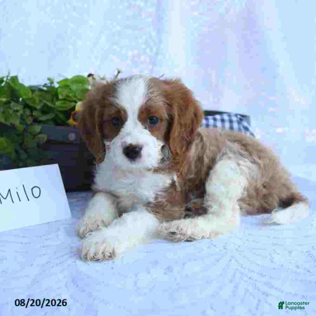 Cavapoo dogs for sale: Milo - Ad 2