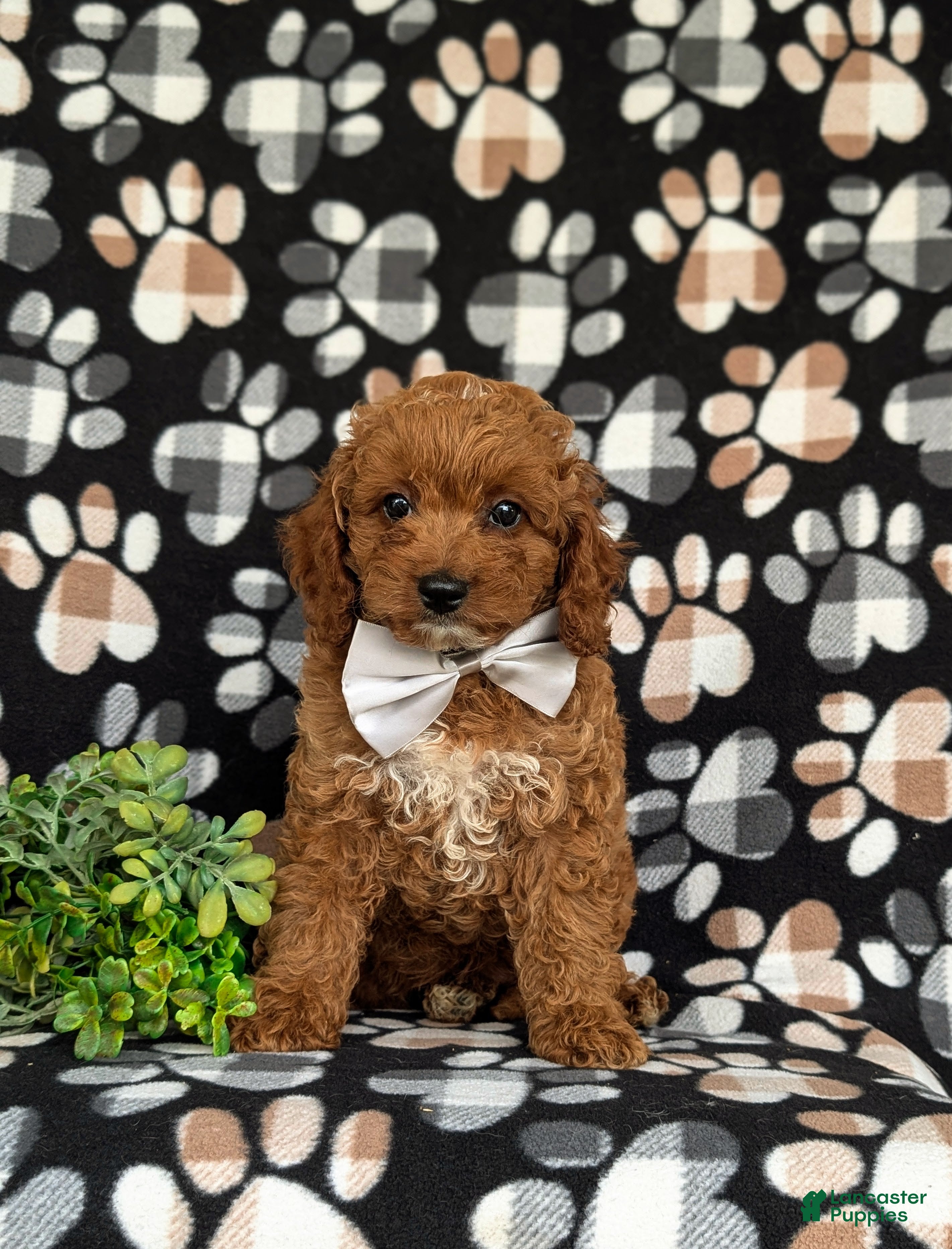 Cavapoo dogs Chase Hypoallergenic - Ad 2