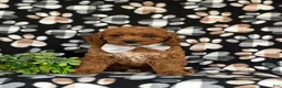 Cavapoo dogs for sale: Chase Hypoallergenic - Ad 2