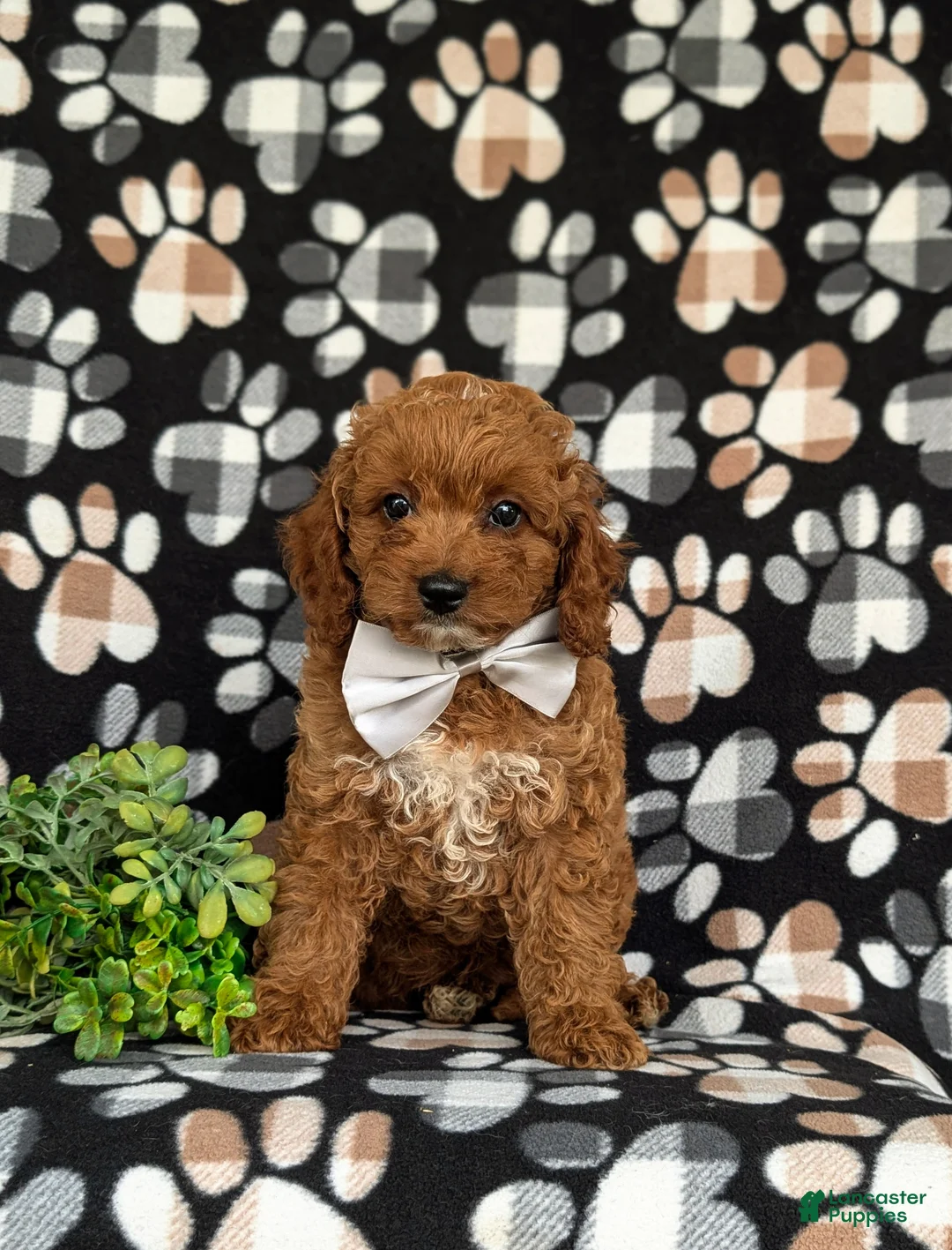 Cavapoo dogs for sale: Chase Hypoallergenic - Ad 2