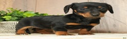 Miniature Dachshund dogs for sale: Finley - Ad 2