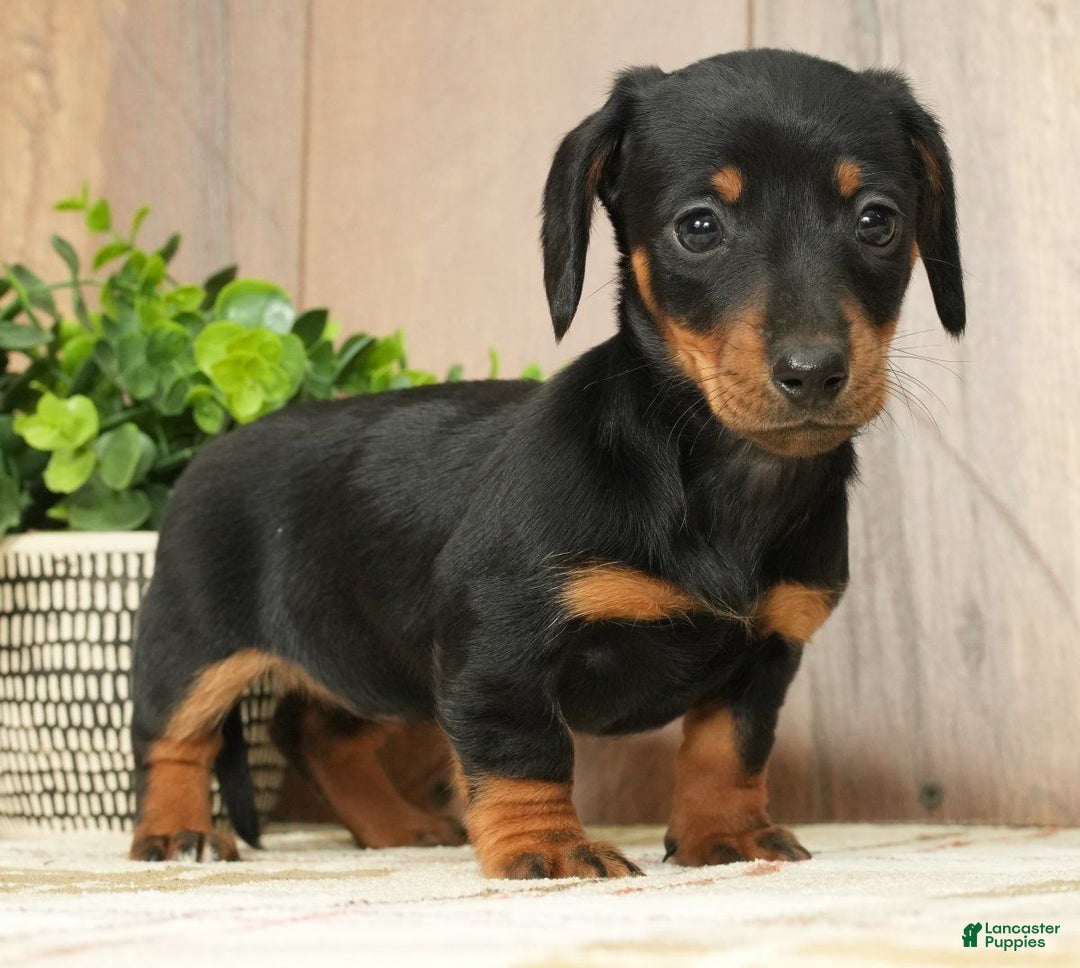 Miniature Dachshund dogs for sale: Finley - Ad 2