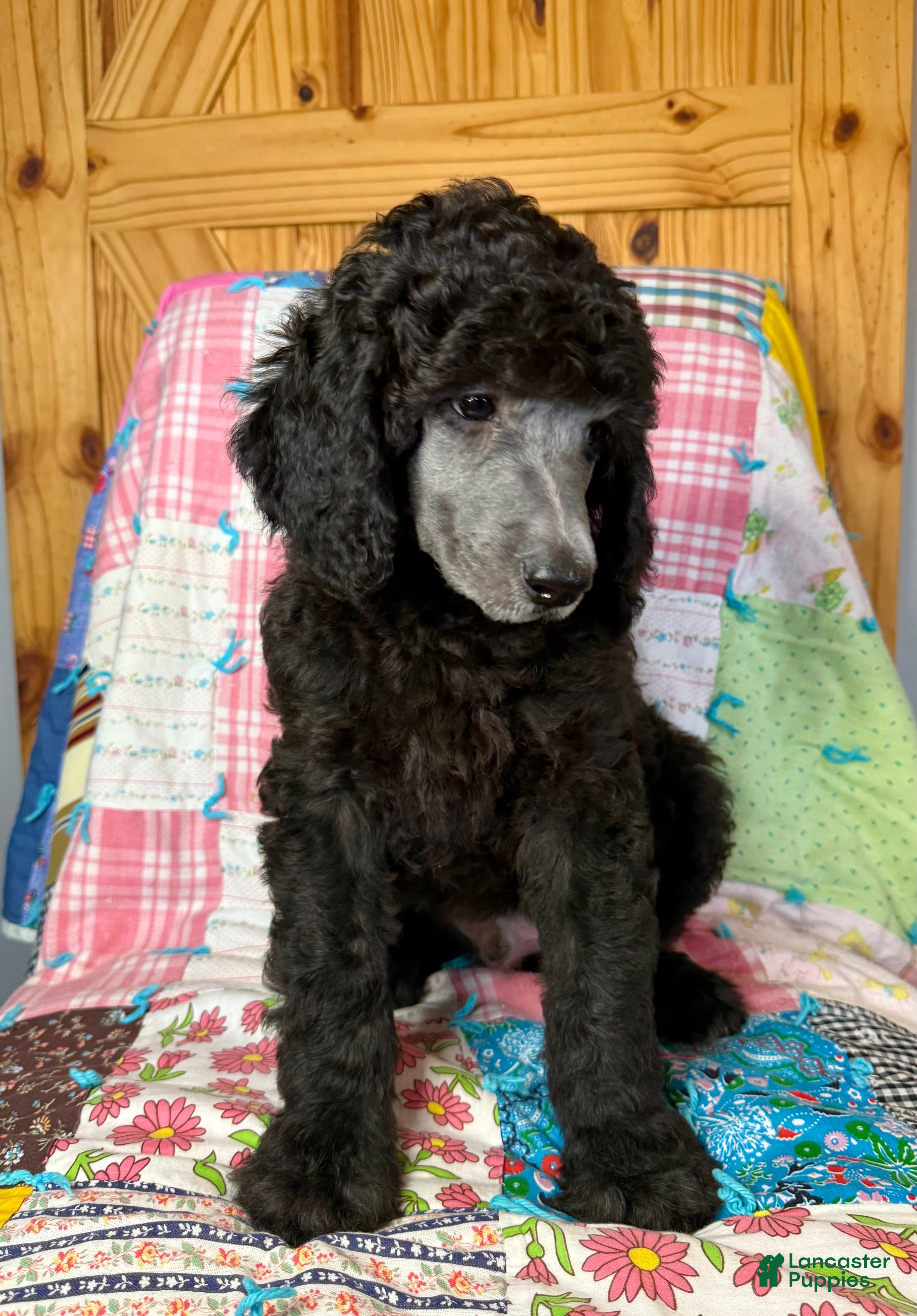 Standard Poodle dogs Armani - Ad 1