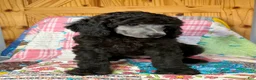 Standard Poodle dogs for sale: Armani - Ad 1